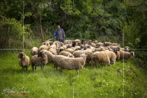 Стадо овце пасящо в двора на църквата Свети Николай в село Железна