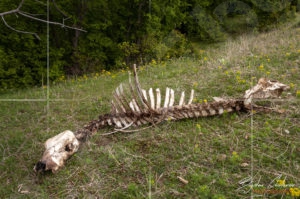 И такива неща могат да се видят по пътеката за водопад "Сувчарско пръскало"