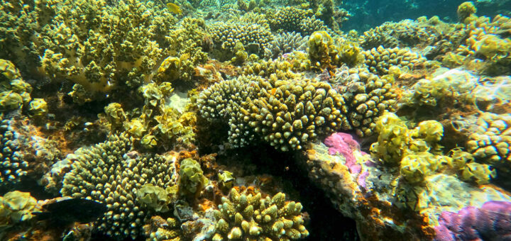 Шнорхелинг в залива Акаба - Червено море