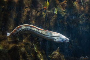 Аквариумът на Барселона - Средиземноморска мурена