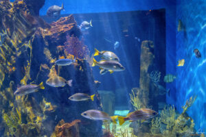 Аквариумът на Барселона