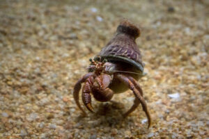 Аквариумът на Барселона - ракообразни