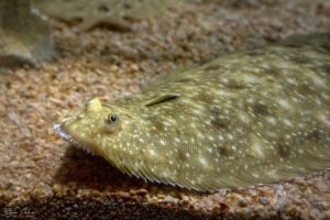 Аквариумът на Барселона - калканови
