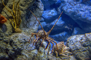 Аквариумът на Барселона - Лангуста