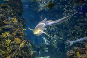 Аквариумът на Барселона - Леопардова акула