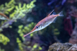 Аквариумът на Барселона - Морски бекас (Macroramphosus scolopax)