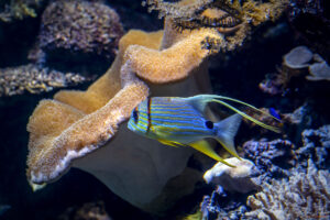 Аквариумът на Барселона - коралови рифови риби - Symphorichthys spilurus