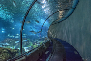 Аквариумът на Барселона - Подводния тунел