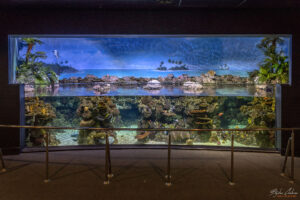 Аквариумът на Барселона - пресъздаване на подводния свят на Малдивските острови