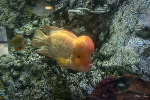 Аквариумът на Барселона - Амфилофус цитринелус