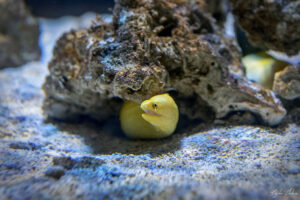 Аквариумът на Барселона - Бананова мурена (Miliaris)