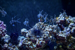 Аквариумът на Барселона - Морски таралеж (Diadema setosum)