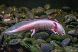 Аквариумът на Барселона - Аксолотъл