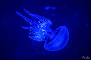 Аквариумът на Барселона - медузариум