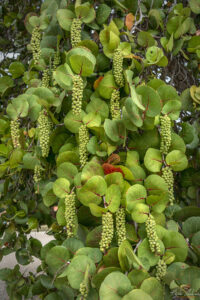 Морско грозде (Coccoloba uvifera)