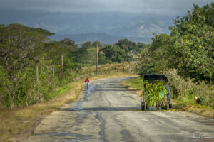 Традиционна гледка по кубинските пътища