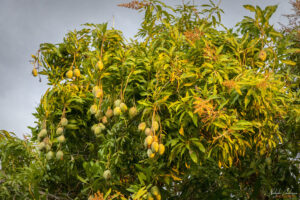 Мангово дърво в двора на хазайката ни