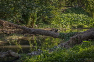 Лешояди край мястото за жертвоприношения при ритуали на Сантерия