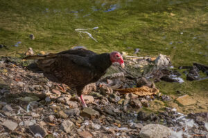 Лешояди край мястото за провеждане на ритуали Сантерия