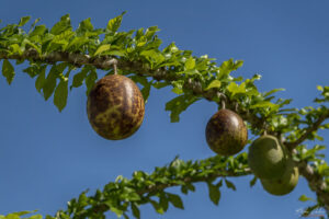 Плодове на calabazo от които се изработват маракаси