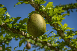 Плодове на calabazo от които се изработват маракаси