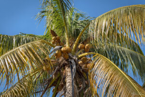 Залива на прасетата, Куба - кокосова палма