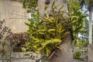 Диворастящи орхидеи в Куба