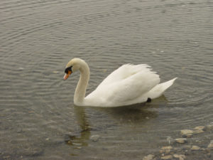 Лебед "позиращ" на брега на Охридското езеро