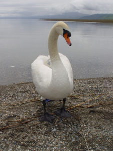 Лебед "позиращ" на брега на Охридското езеро