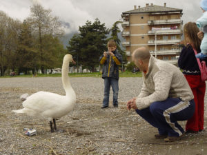 Любопитните лебеди на Охридското езеро при Струга