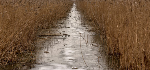 Драгоманско блато