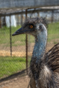 Австралийско Ему (Dromaius novaehollandiae)