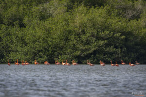 Наближаваме към колонията на Голямо кубинско розово фламинго в лагуна Guanaroca