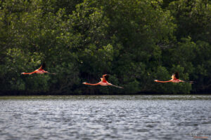 Въпреки че са доста социални при наближаването на множество лодки фламингата бързо отлитат
