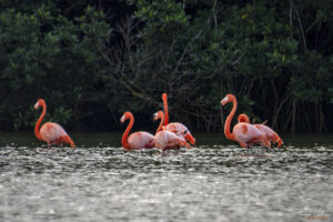 Голямо кубинско розово фламинго в лагуна Guanaroca