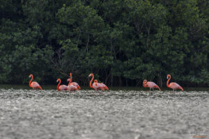 Голямо кубинско розово фламинго в лагуна Guanaroca