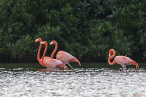 Голямо кубинско розово фламинго в лагуна Guanaroca