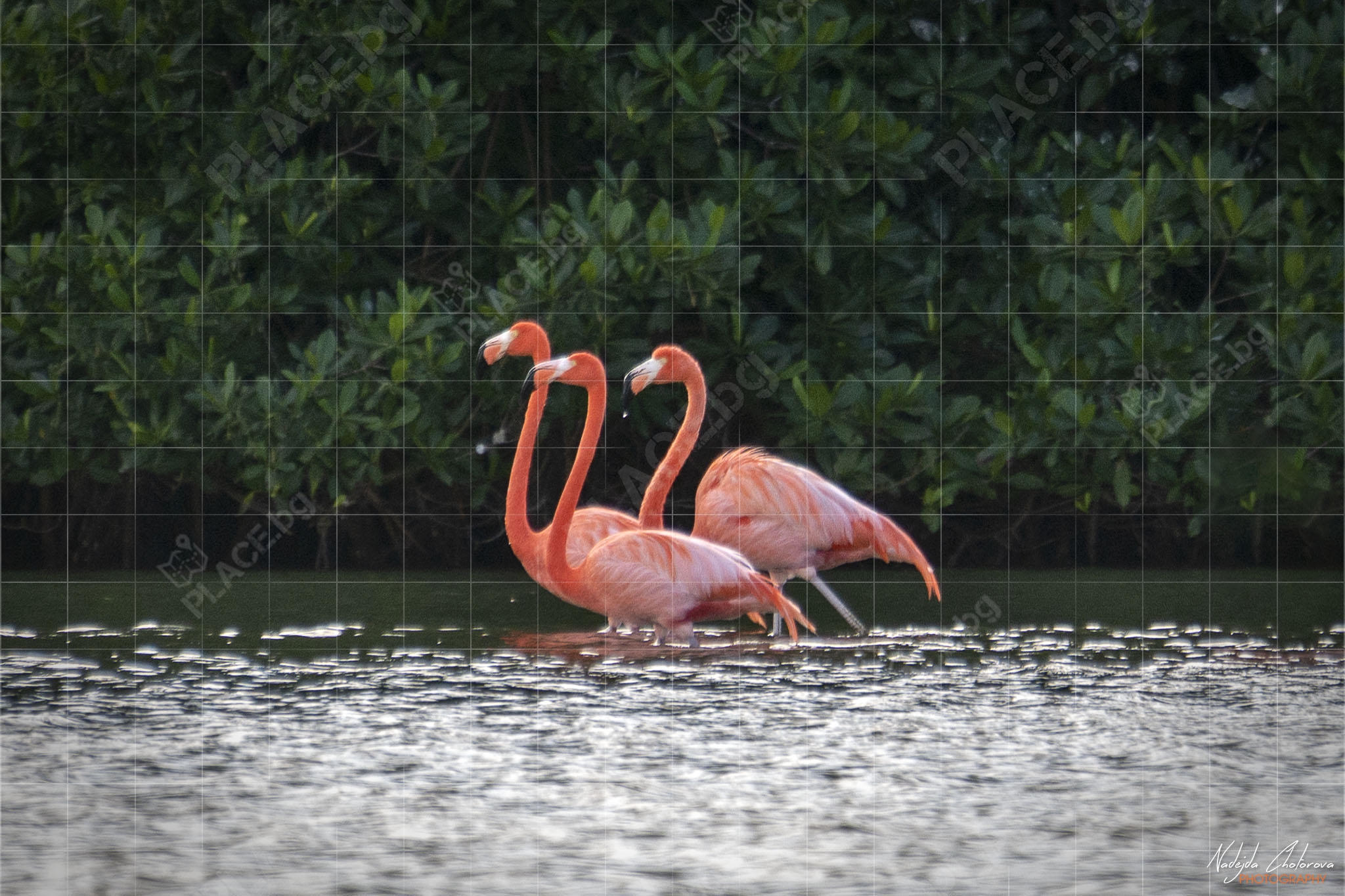 Голямо кубинско розово фламинго в лагуна Guanaroca