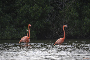 Голямо кубинско розово фламинго в лагуна Guanaroca