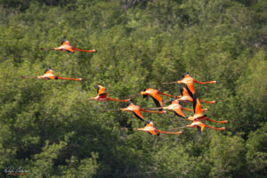 Кубинско голямо фламинго в полет