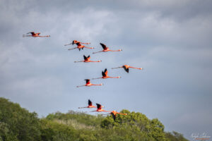 Кубинско голямо фламинго в полет