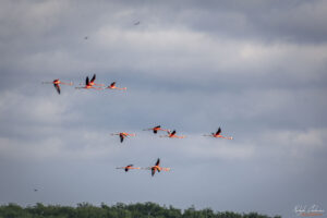 Кубинско голямо фламинго в полет