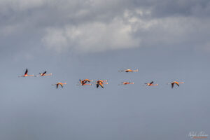 Кубинско голямо фламинго в полет