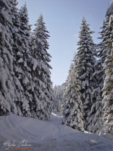 Пътеката към хижа Мечит над ски пистата в Говедарци