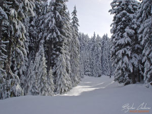 Ски пистата над Говедарци с навалял пресен сняг