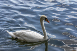 Хановер - Maschsee