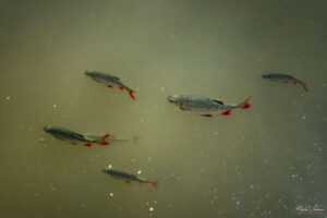 11. Новото кметство (Neue Rathaus)