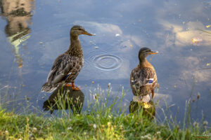 11. Новото кметство (Neue Rathaus)