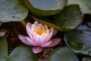 11. Новото кметство (Neue Rathaus)