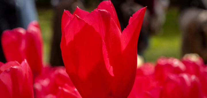 Фестивал на лалетата – парк Емирган